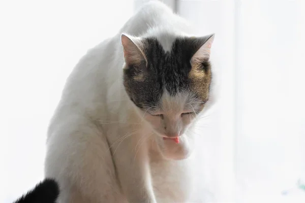 귀여운 고양이 화이트 Backgrund에 그녀의 — 스톡 사진