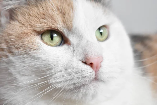 Триколор Симпатичной Внешности Cat Head — стоковое фото
