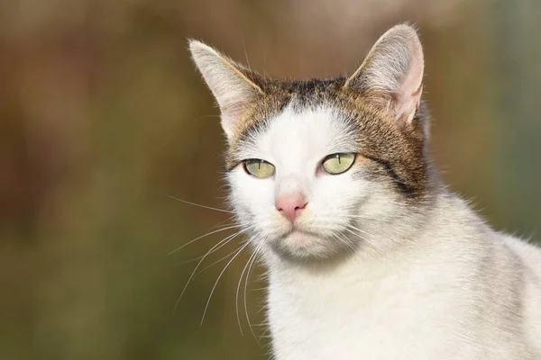 Портрет Белого Молодого Кота Открытом Воздухе — стоковое фото