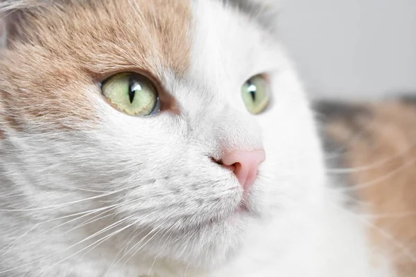 Триколор Симпатичной Внешности Cat Head — стоковое фото