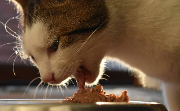 머리의 고양이 고기를 먹는의 — 스톡 사진
