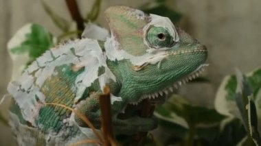 Genç yeşil bukalemun derisi değişiyor