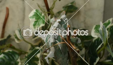 Genç yeşil bukalemun derisi değişiyor