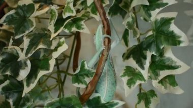 Genç yeşil bukalemun derisi değişiyor