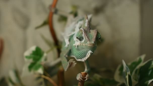 Mladé Zelené Chameleon Mění Jeho Kůže — Stock video