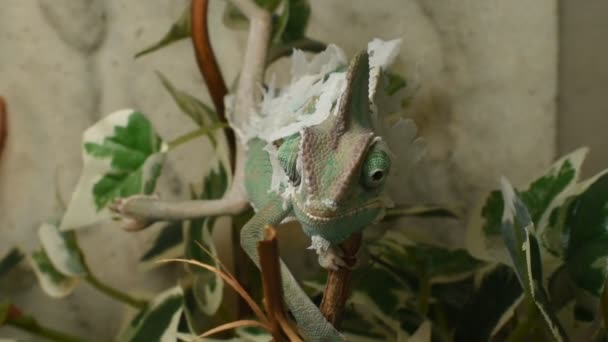 Молодий Зелений Хамелеон Змінює Свою Шкіру — стокове відео