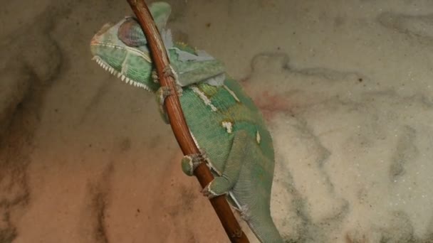 Mladé zelené chameleon mění jeho kůže