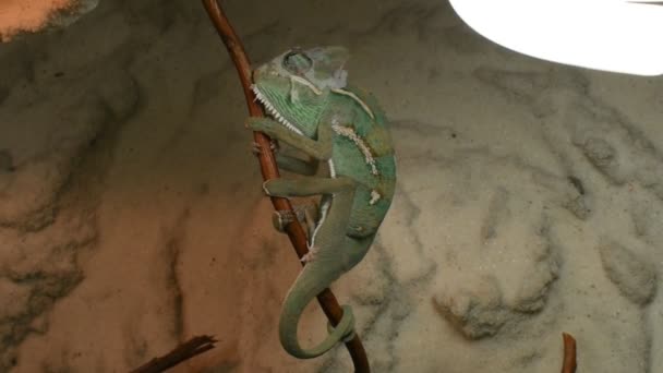 Młody Zielony Kameleon Zmienia Się Jego Skóry — Wideo stockowe