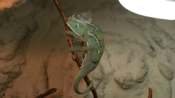 Le jeune caméléon vert change de peau 