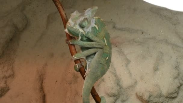 Le jeune caméléon vert change de peau 