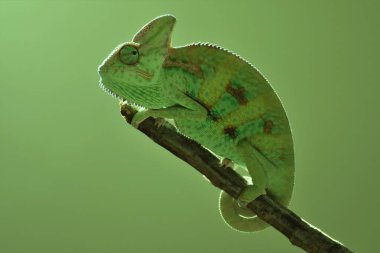 Dal üzerinde genç yeşil bukalemun