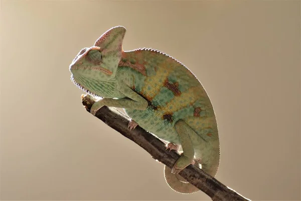 Young green chameleon on the twig — Stock Photo, Image