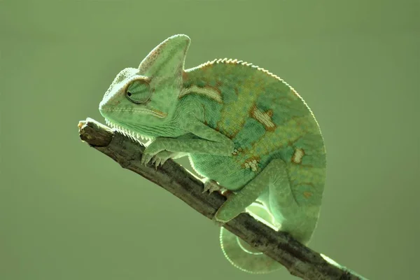 Молодой зеленый хамелеон на веточке Стоковое Фото