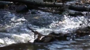 Bahar orman gevezelik dere