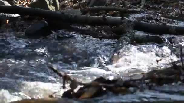 Arroyo Babbling Bosque Primavera — Vídeo de stock