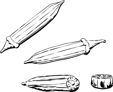 Outlined illustration of okra pod over white background clipart