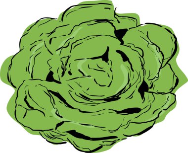 Yukarıdan aşağıya bibb marul üzerinde beyaz büyük açık Başkanı görünümü