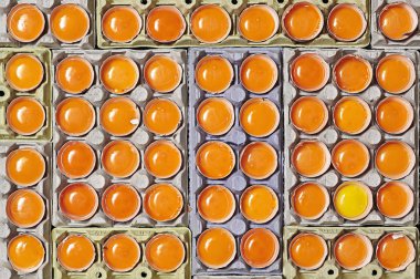 A lot of orange egg yolks and unique one yellow egg yolk over a egg cartons. clipart