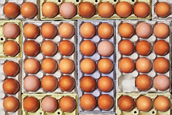 Viele Eier Und Einzigartige Leerstelle Über Einem Eierkarton — Stockfoto