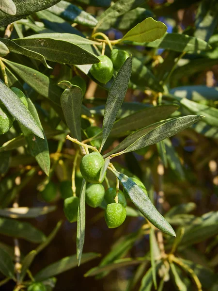 Cluster Green Cerignola Olives Olive Tree Branch — Stock Photo, Image