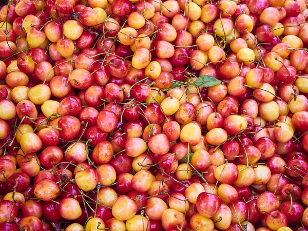 Piros Sárga Rainier Cseresznye Háttér — Stock Fotó