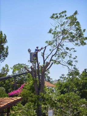 Bodrum, Türkiye - 6 Temmuz 2018. Bir işçi yükseklikte bir bahçede bir ağaç budama.