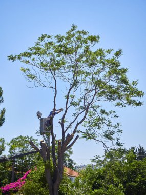 Bodrum, Türkiye - 6 Temmuz 2018. Bir işçi yükseklikte bir bahçede bir ağaç budama.