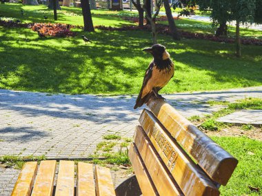 Dogancilar Park bir bankta bir karga. Üsküdar. Istanbul, Türkiye.