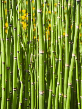 Equisetum Hyemale, olarak da bilinen kaba at kuyruğu arka plan.