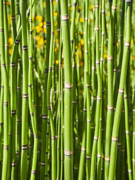 Equisetum Hyemale Also Known Rough Horsetail Background — Stock Photo, Image