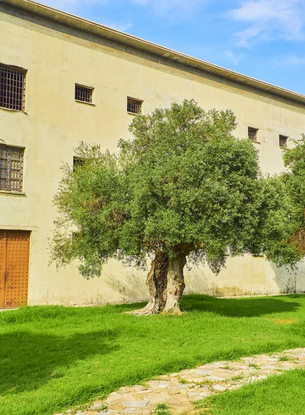 Un olivier dans un jardin . — Photo