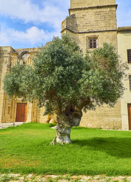 スペインの修道院に面したオリーブの木. — ストック写真
