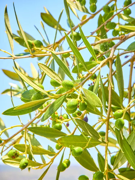 Cluster of green Aglandau olives. — Stock Photo, Image