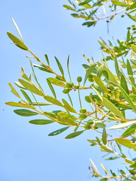 Cluster of green Aglandau olives. — Stock Photo, Image