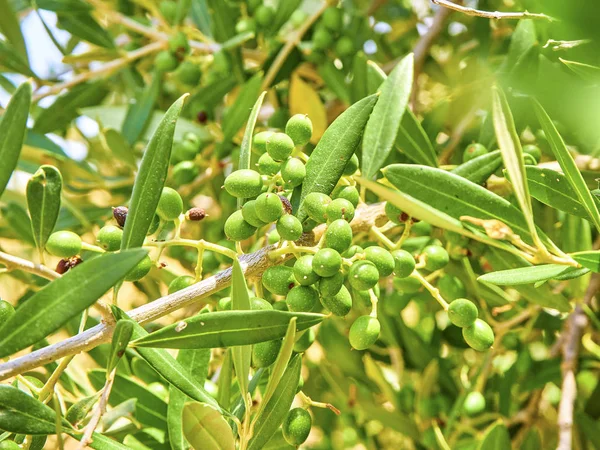 Cluster of green Aglandau olives. — Stock Photo, Image