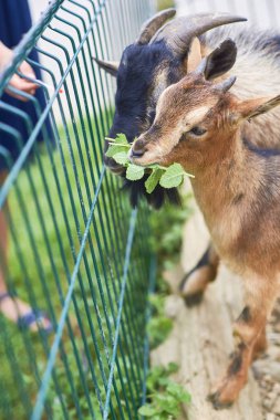 Keçiler bir çiftlik çit karşı karşıya otlatma.
