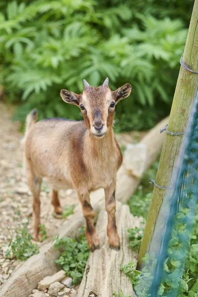 農場のフェンスに面したヤギ. — ストック写真