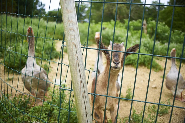 Capra e Oche di fronte a una recinzione agricola . — Foto Stock