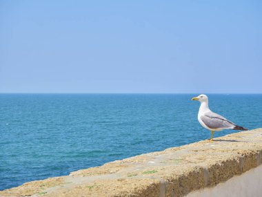 Denize bakan bir martı..