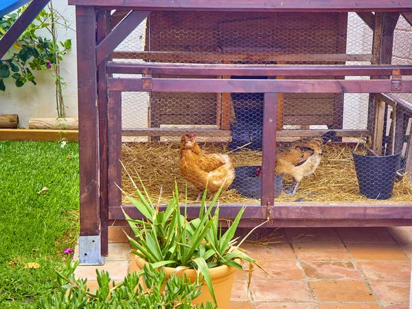 Hens eating in his chicken coop. — Stock Photo, Image