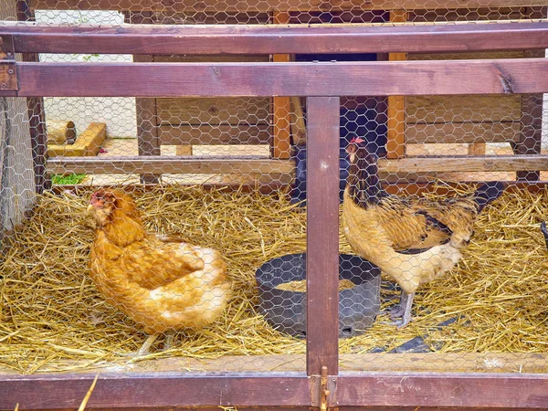 Hens eating in his chicken coop. — Stock Photo, Image