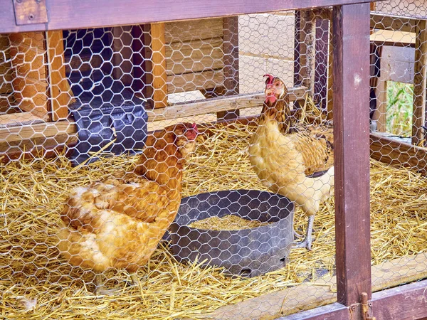 Hühner fressen in seinem Hühnerstall. — Stockfoto