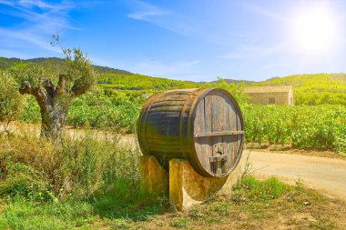 Bir bağ önünde şarap varil.