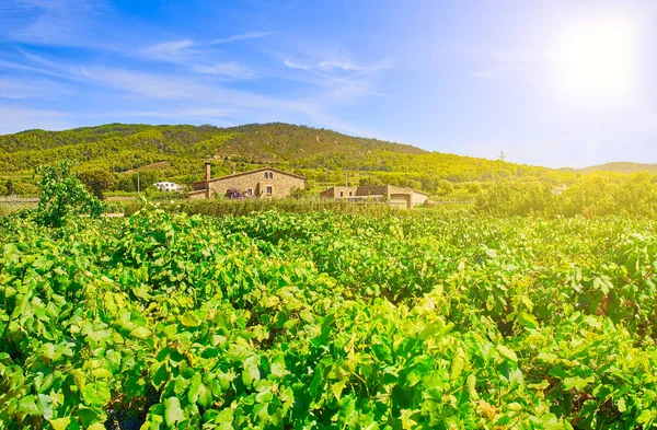 Viñedo en una bodega mediterránea . — Foto de Stock