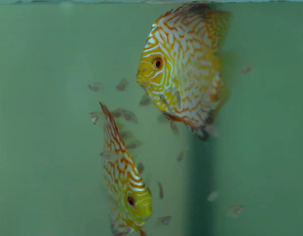 Disco de sangue de pombo de peixe com fritada — Fotografia de Stock