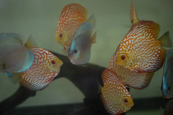 Discus vissen aquarium — Stockfoto