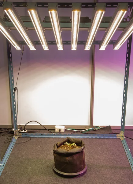 Plant grow with artificial LED lighting