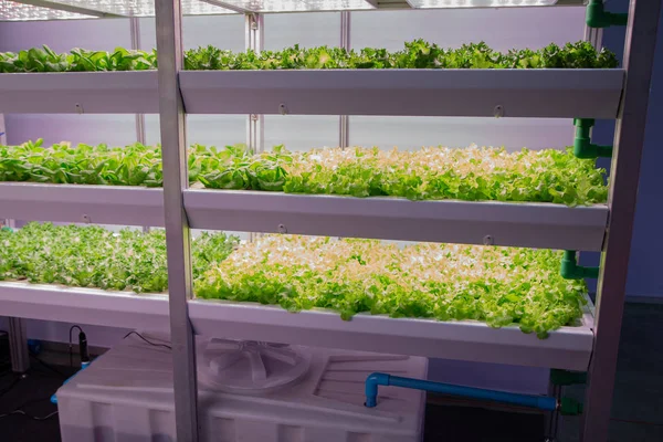 Bitki yapay Led aydınlatma ile büyümek