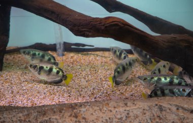 Akvaryumda Okçu balık