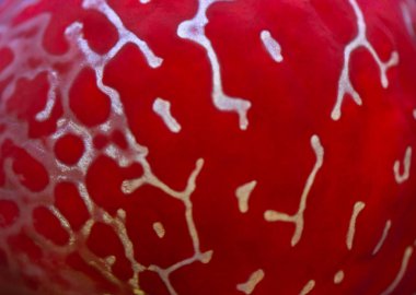 Çiçek boynuzu balık başı